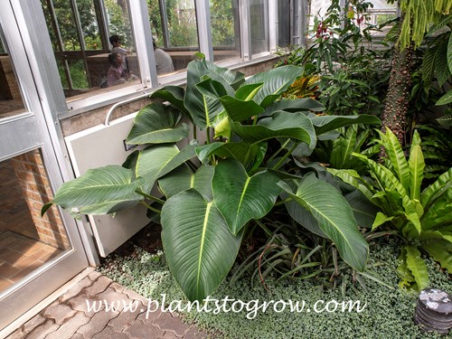 Philodendron Green Congo (Philodendron)